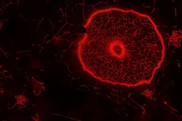 How to Entangle the Universe in a Spiderweb by Tomás Saraceno