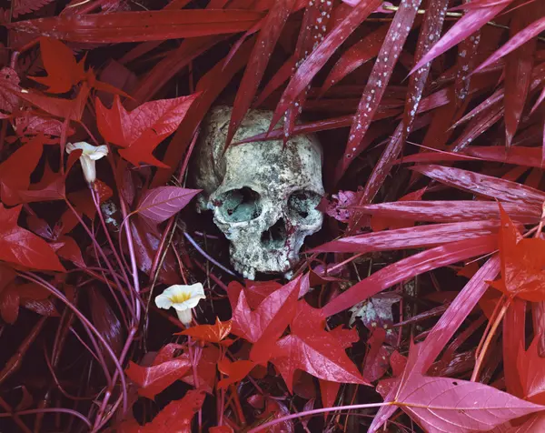 Of Lilies and Remains by Richard Mosse